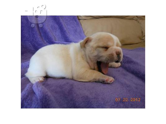 ΕΚΠΑΙΔΕΥΘΕΙ κουτάβι στο σπίτι ΓΑΛΛΙΚΟ BULLDOG για υιοθεσία...